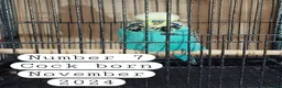 Budgerigars birds for sale: Baby budgies Ashford Kent  - Advert 8