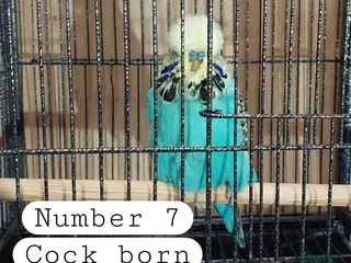 Budgerigars birds 10 Baby budgies Ashford Kent - Advert 2