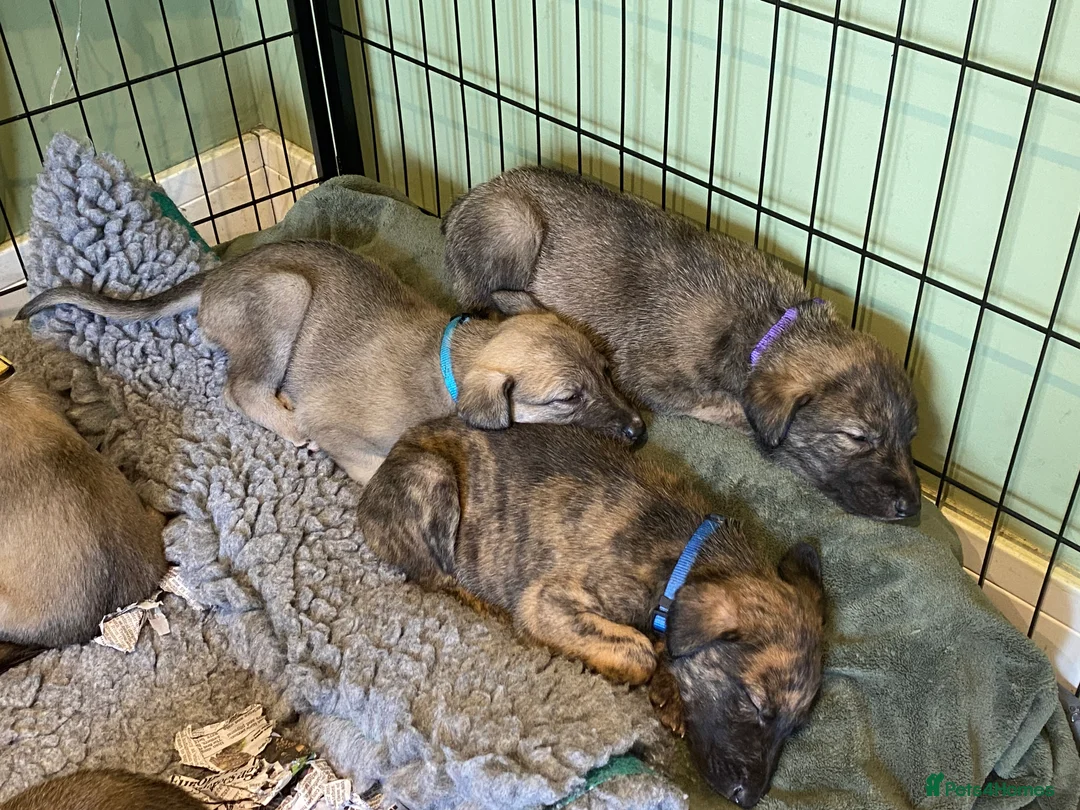 Lurcher dogs for sale: 6 Stunning Lurcher Pups Available 23rd March - Advert 4