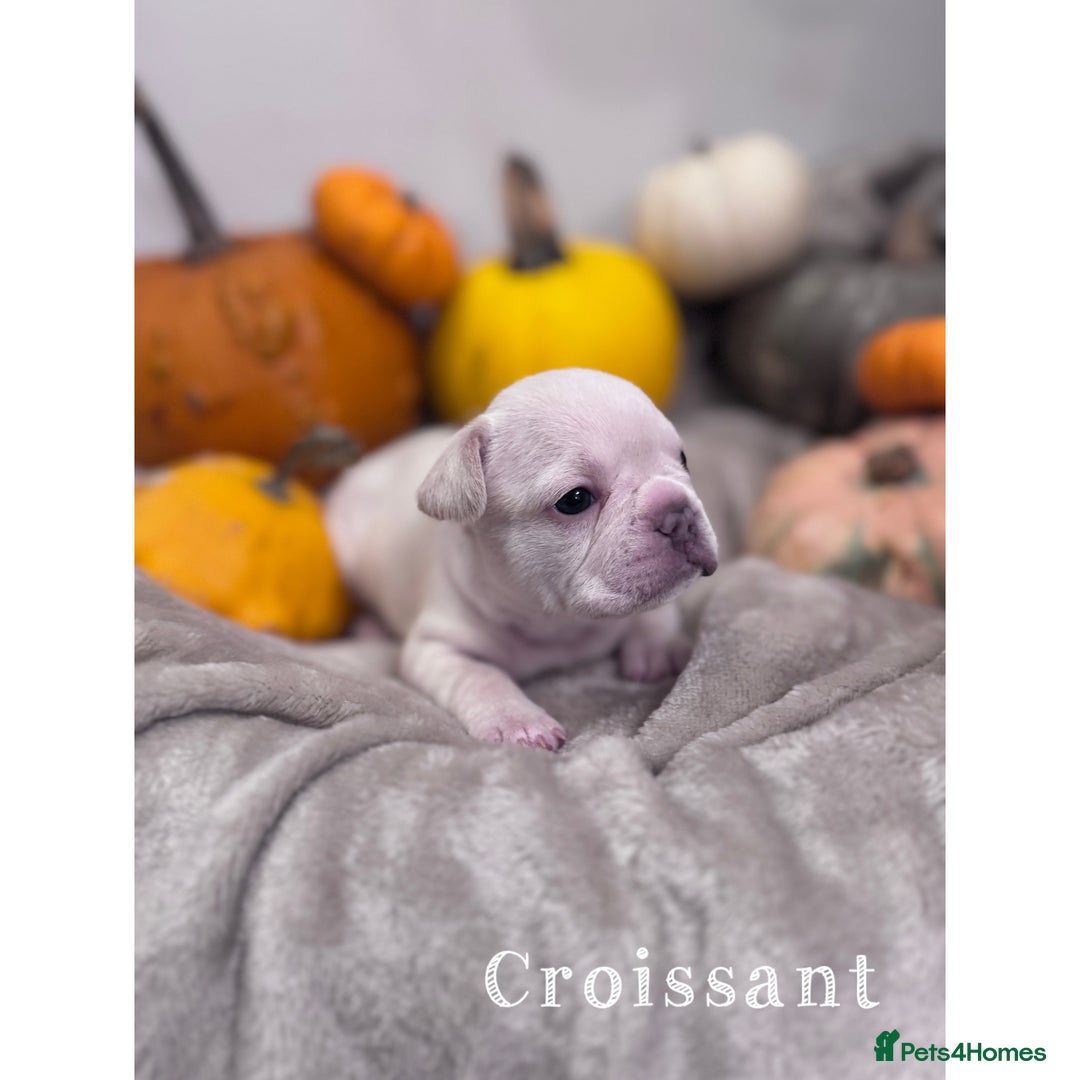 French Bulldog dogs for sale: Last 2 girls left! KC registered French Bulldogs - Advert 17