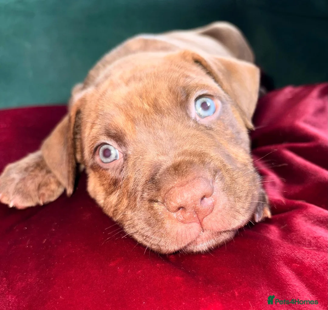 Mixed Breed dogs for sale: Presa canerio cross american bulldog cross - Advert 11