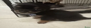 Chihuahua 4