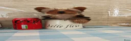 Yorkshire Terrier dogs for sale: The last boy waiting for you - Advert 8