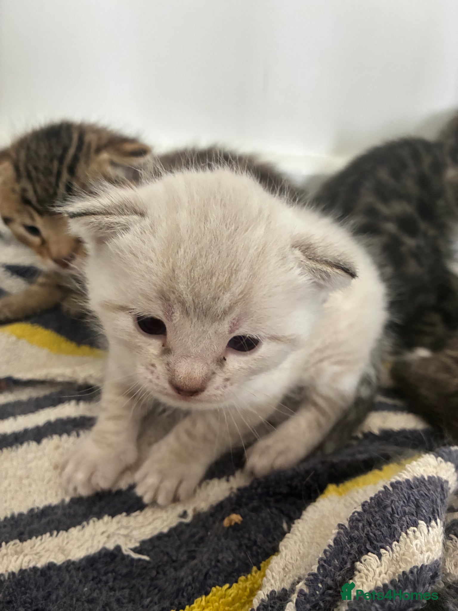 Bengal cats 5 Bengal x 1 snow lynx Bengal 2 brown spotted  - Advert 15