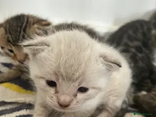 Bengal cats 5 Bengal x 1 snow lynx Bengal 2 brown spotted - Advert 15