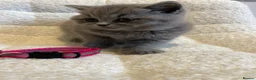 British Shorthair cats for sale: 6 beautiful British shorthair kittens, READY NOW* - Advert 20