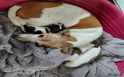Jack Russell dogs for sale: Beautiful Jack Russell puppies  - Image 3