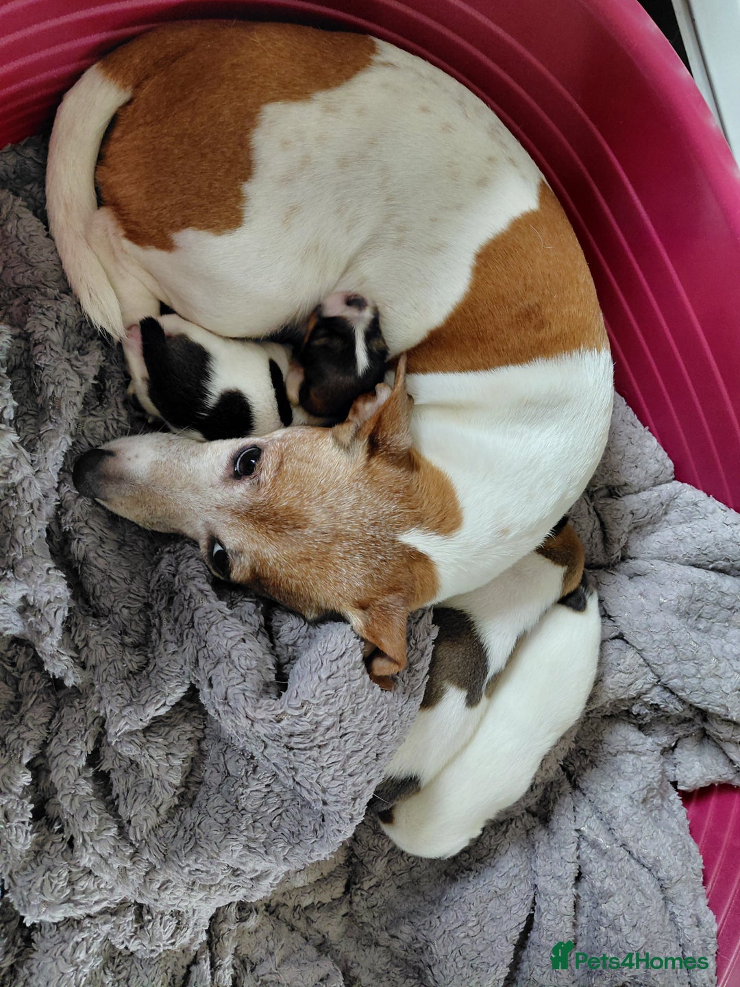 Jack Russell dogs for sale: Beautiful Jack Russell puppies  - Image 3