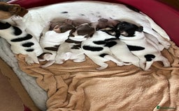 Jack Russell dogs for sale: Jackrussell pup  - Image 5