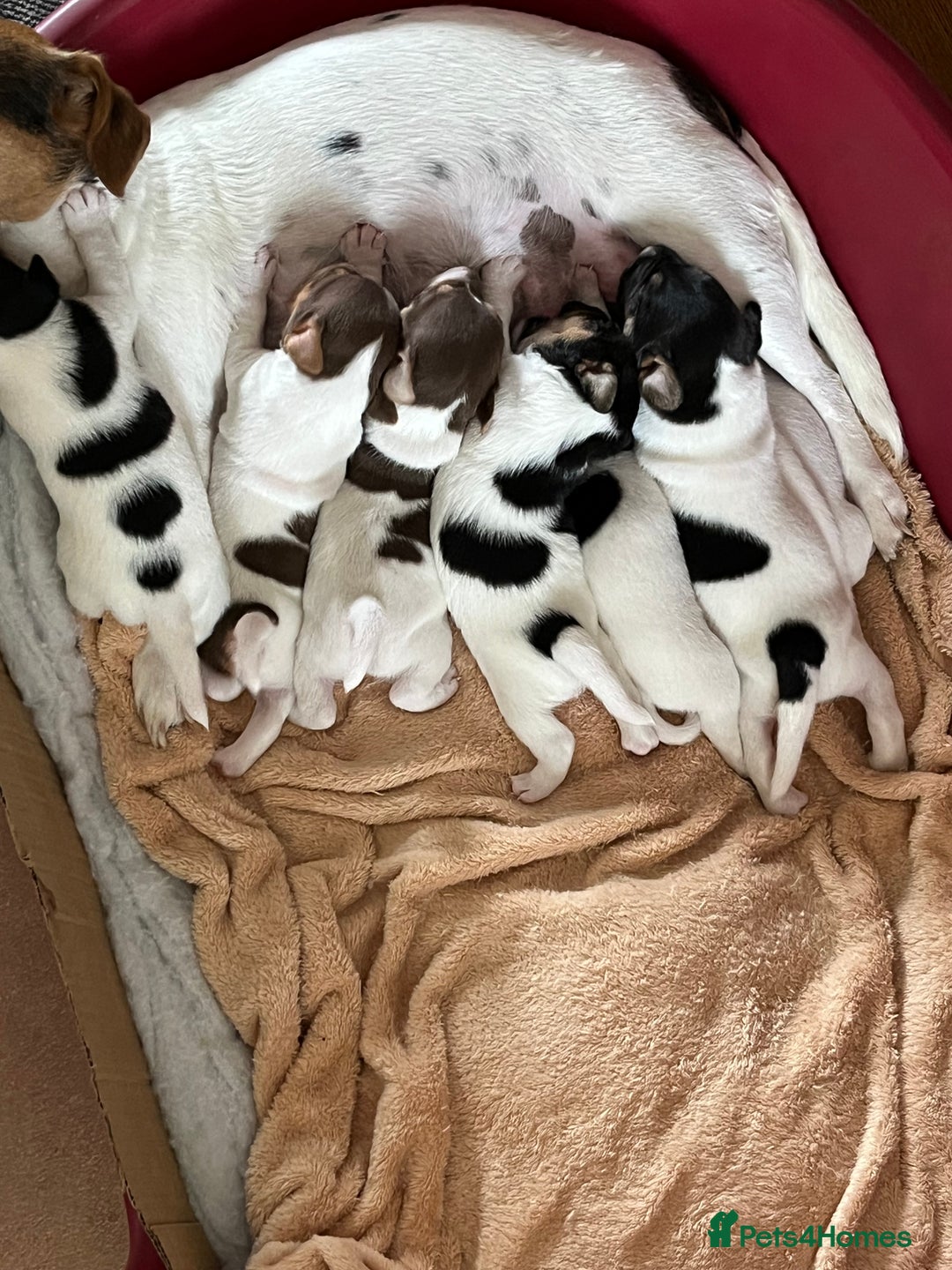 Jack Russell dogs for sale: Jackrussell pup  - Image 5