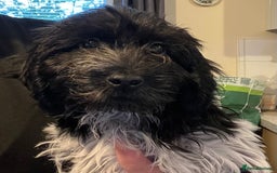 Cockapoo dogs for sale: F1b beautiful girl  - Image 27
