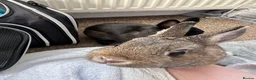 Netherland Dwarf rabbits for sale: 8 month brother and sister urgent rehoming! in London - Advert 5