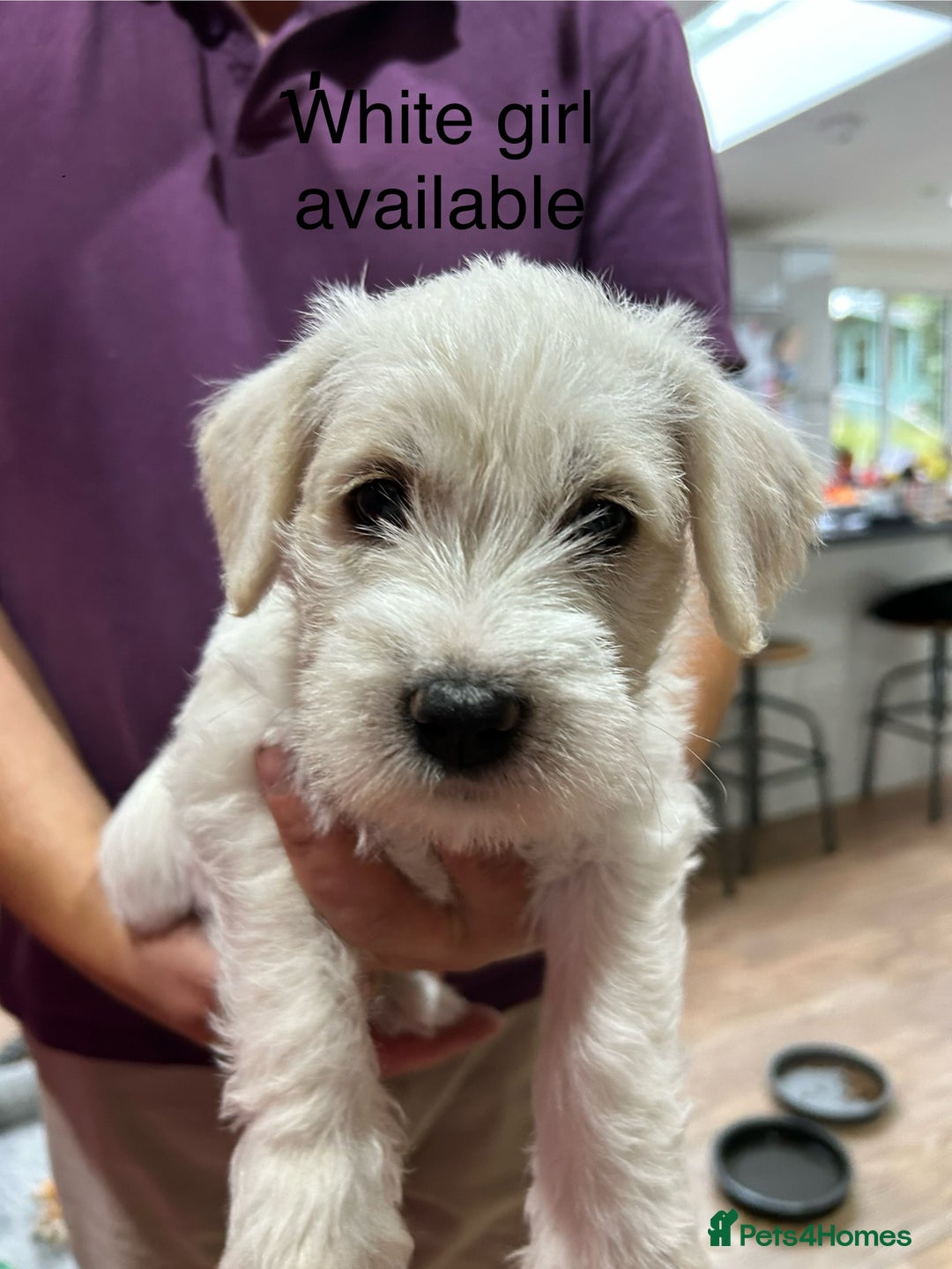 Lab Schnauzer Brown Schnauzer Lab Mix Miniature Schnauzer Lab Mix