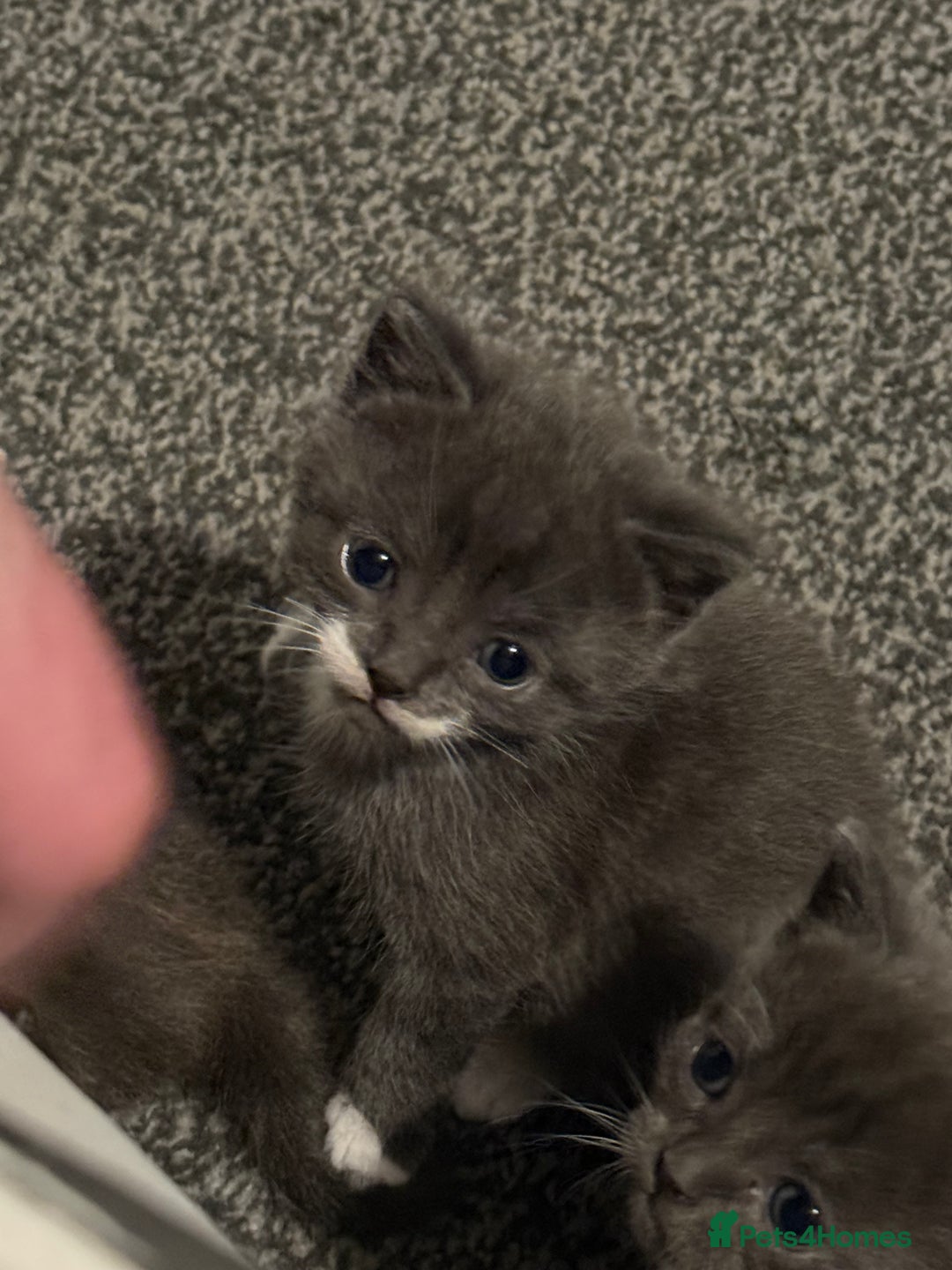British Shorthair cats for sale: British short hair x domestic kittens  - Image 7