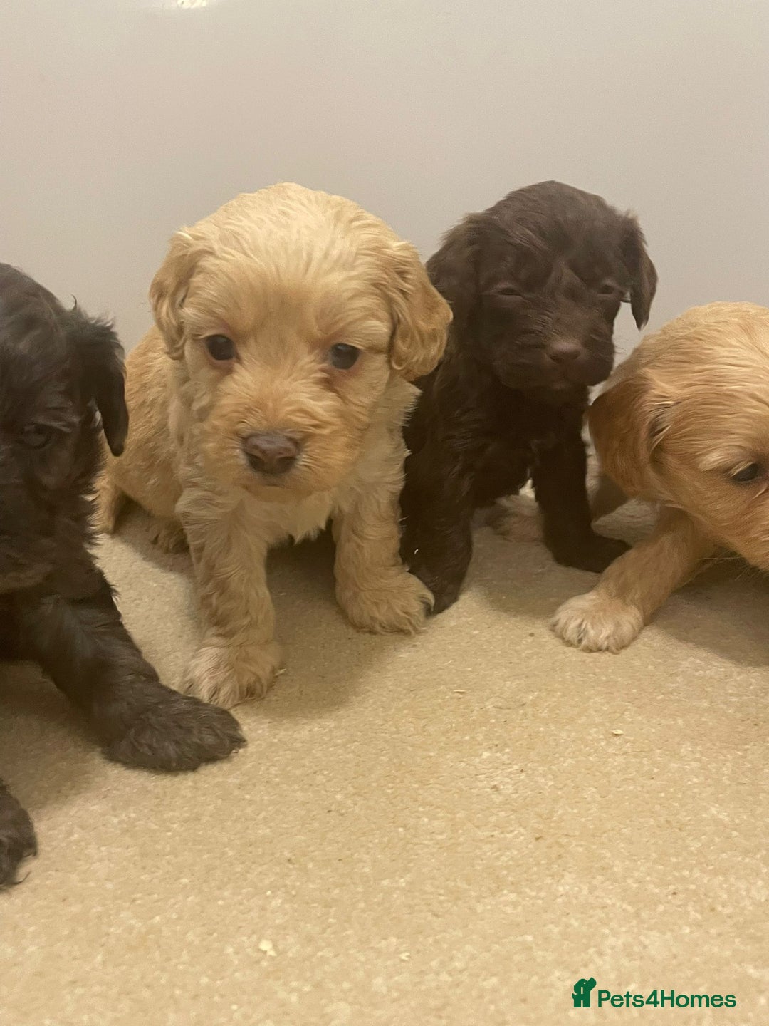 Cockapoo dogs for sale: F1 cockapoo p,a,r tested clear - Advert 14