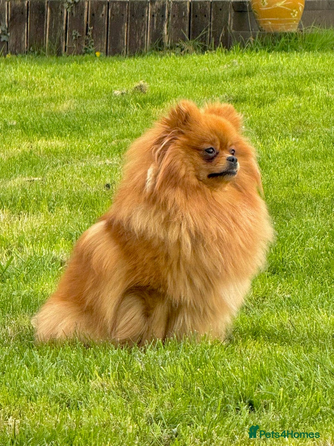 Pomeranian dogs for sale: Pomeranian teddy bear face puppies🐶 - Advert 12