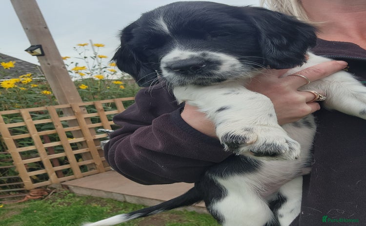 English Springer Spaniel dogs - Advert 13