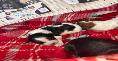Shihpoo dogs - Advert 3