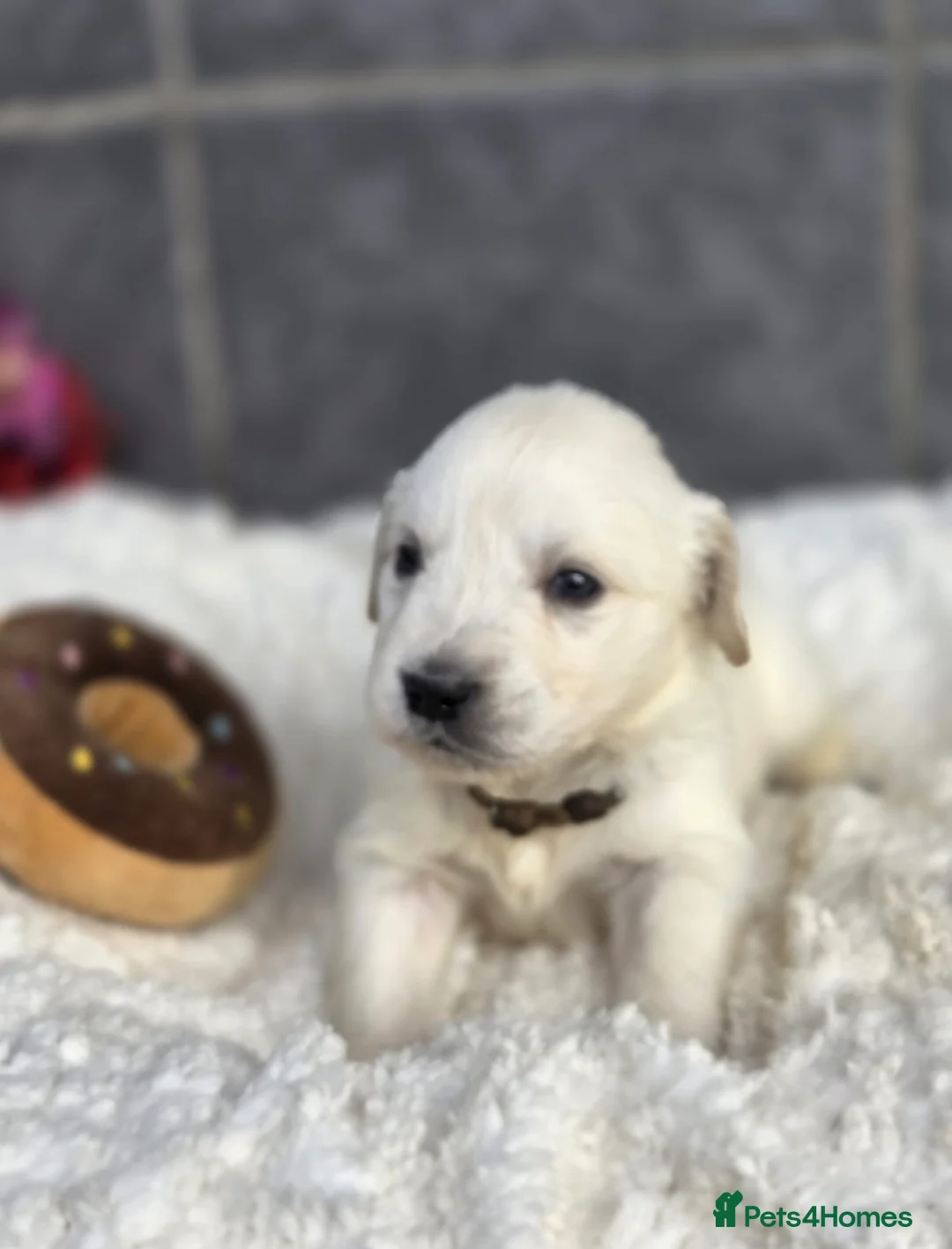 Golden Retriever dogs for sale: Beautiful kc golden retriever pups - Advert 36