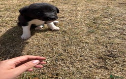Mixed Breed dogs for sale: 3 Beautiful Huntaway x Collie pups  - Image 4