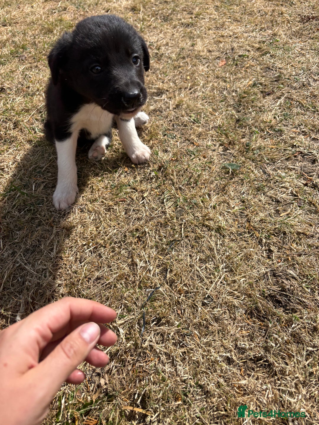 Mixed Breed dogs for sale: 3 Beautiful Huntaway x Collie pups  - Image 4