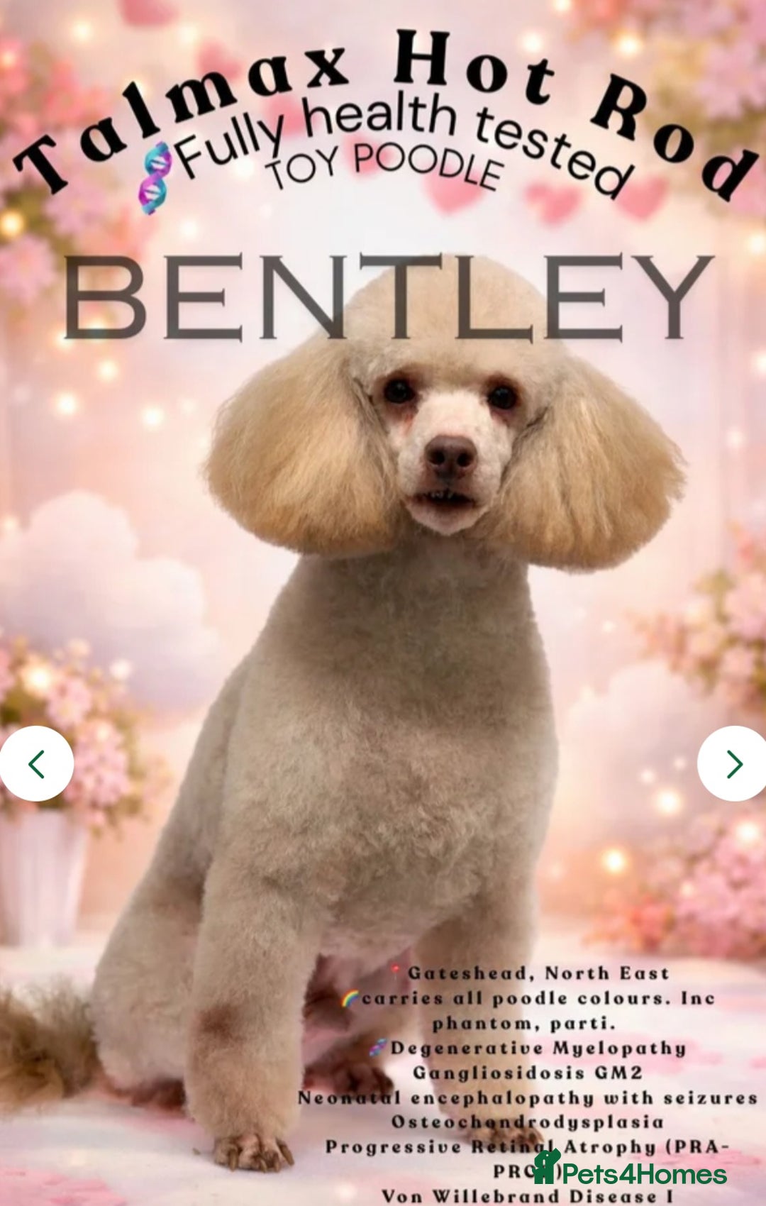 Cockapoo dogs for sale: Health tested F1b Toy / miniature cockapoo puppies - Advert 11