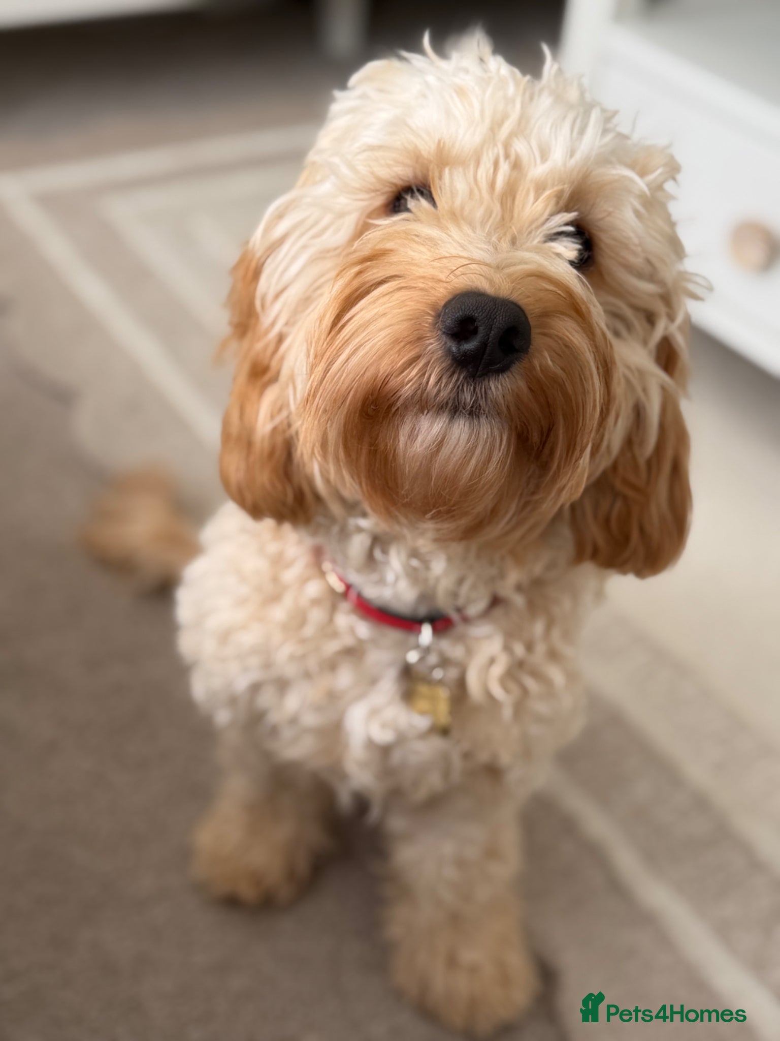 Cockapoo dogs for sale: 7 month old cockapoo boy - please read  - Advert 2