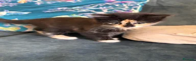 Mixed Breed Kitten 3 White collar