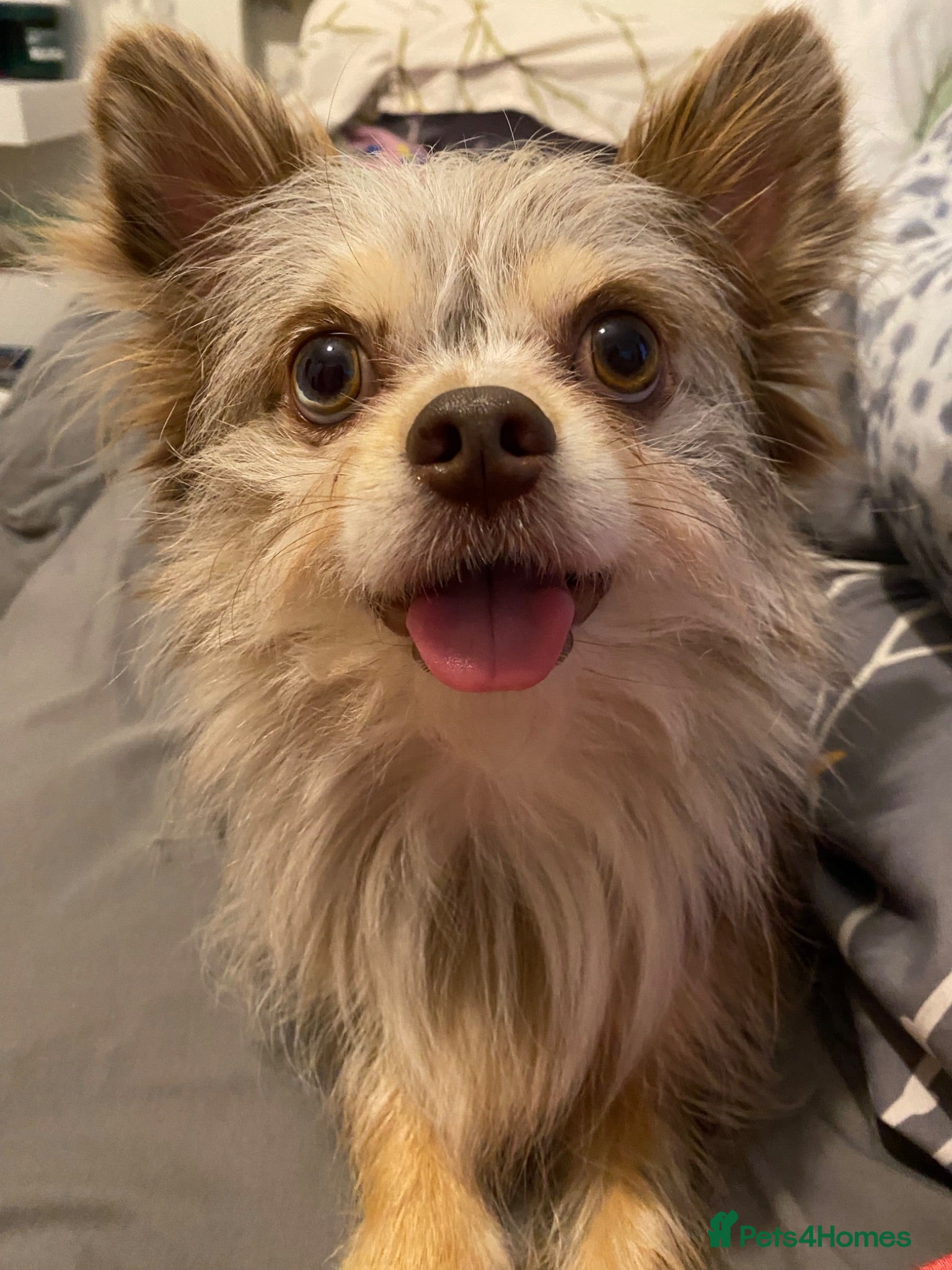 Mixed Breed dogs Loving Merle Chihuahua looking for forever home - Advert 17