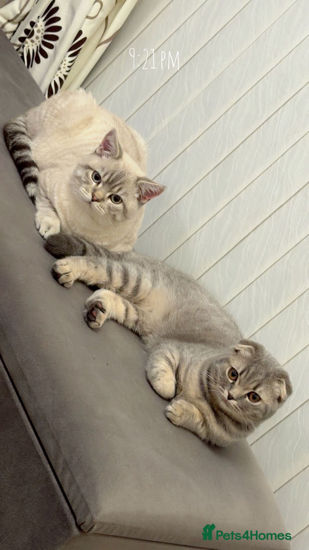 British Shorthair cats British Shorthair/ Scottish Fold Stunning Kitten - Advert 2