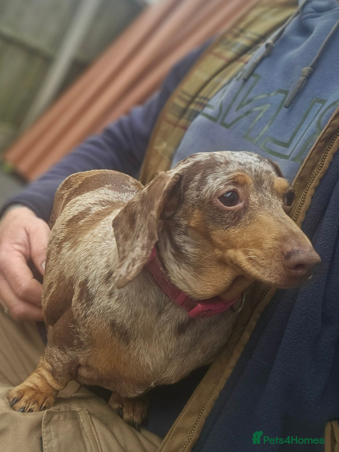 Miniature Dachshund dogs for sale: Proper miniature dachshunds  - Image 5