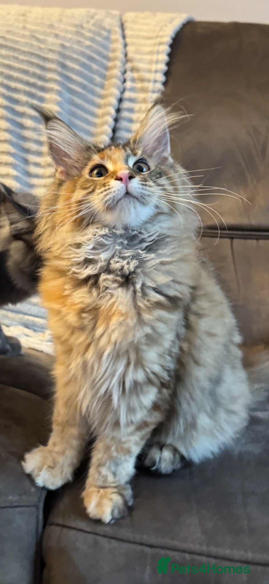 Maine Coon cats TICA active registered Mainecoon girl - Advert 1