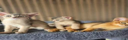Abyssinian cats for sale: Beautiful Abyssinian Kitten  - Advert 14