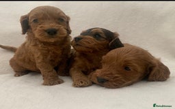 Cockapoo dogs for sale: Gorgeous F1 Cockapoo babies - DNA clear - Image 5