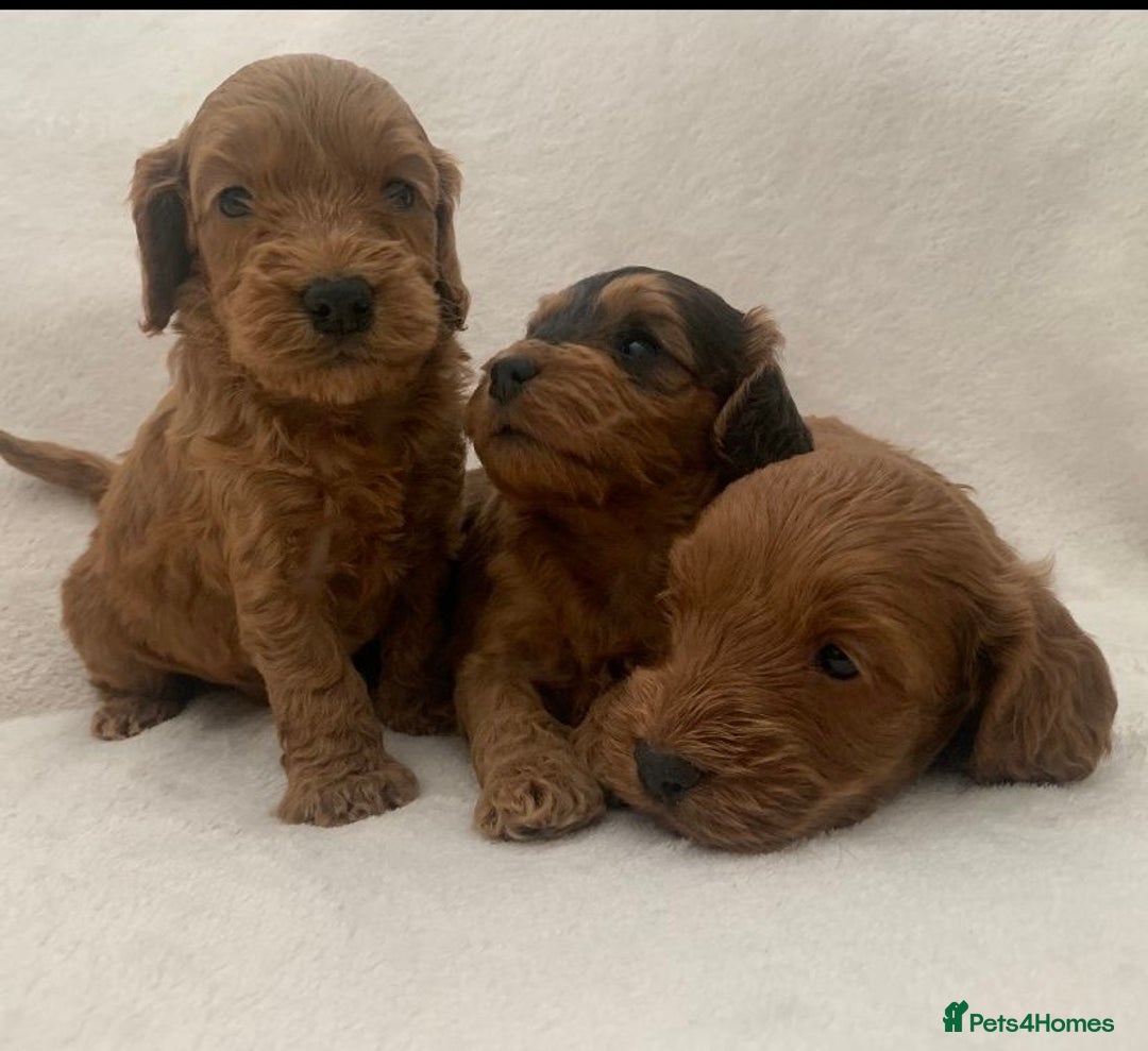 Cockapoo dogs for sale: Gorgeous F1 Cockapoo babies - DNA clear - Image 5