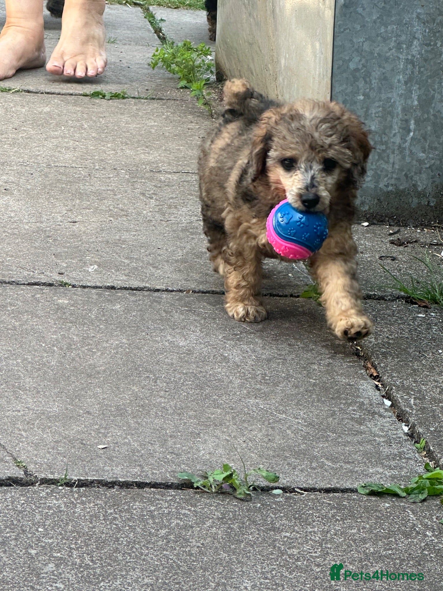 Miniature Poodle dogs 🌟miniature poodles ready now🌟 - Advert 1