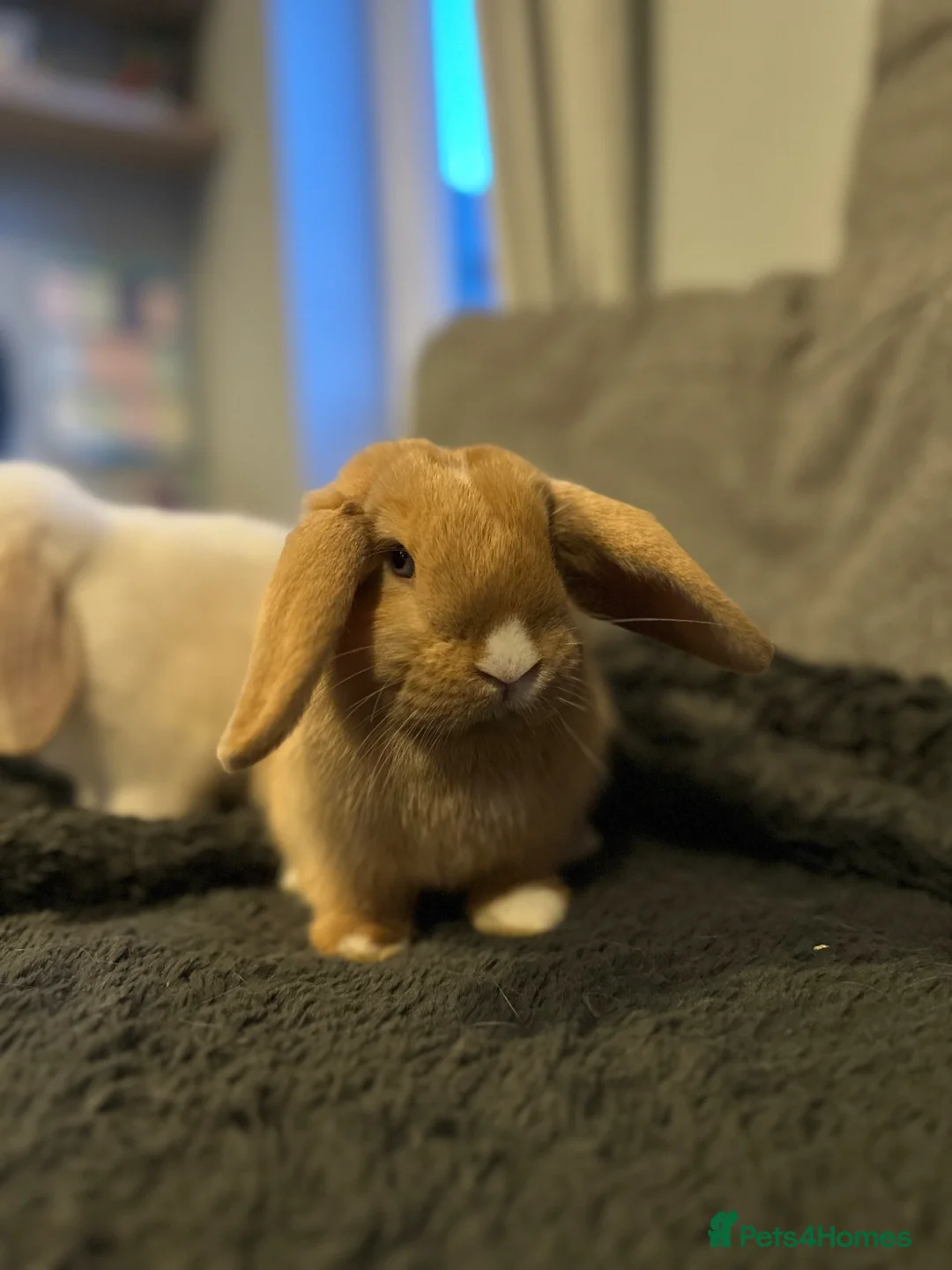 Mini Lop rabbits for sale: 🐰 Honey — Chocolate Tort Vienna Mark Mini Lop Doe - Advert 7