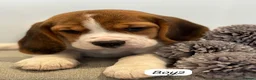 Beagle dogs for sale: ** Full pedigree beautiful beagles ** - Advert 17