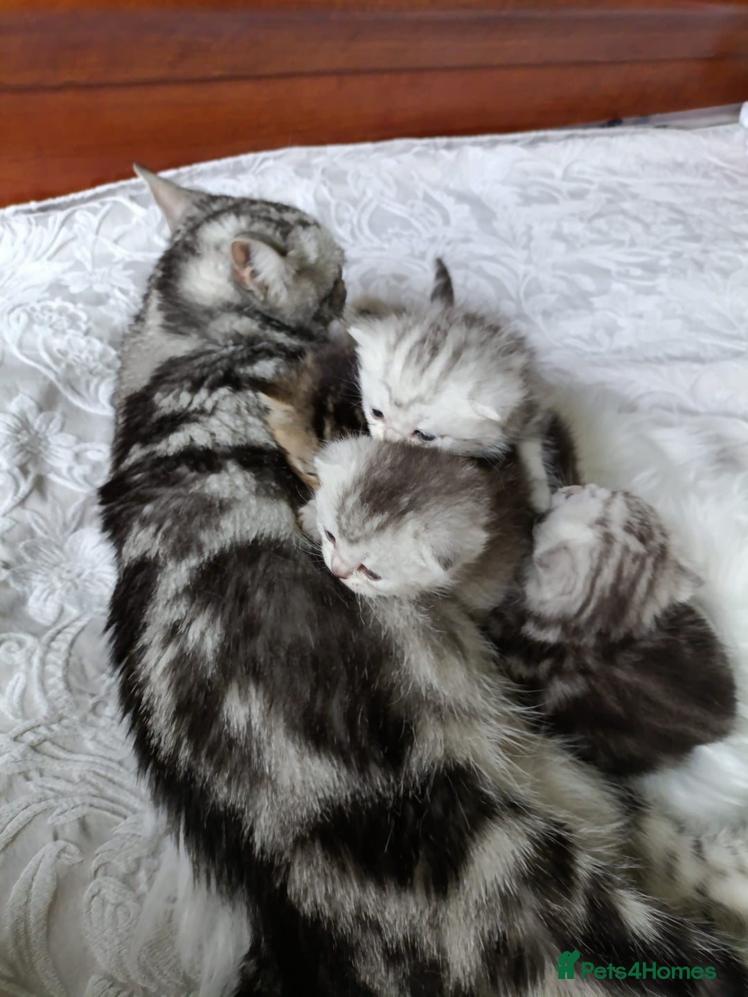 Scottish Fold cats for sale: Scottish fold kittens  - Image 8