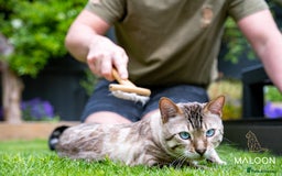 Bengal cats for sale: Majestic Blue-eyed Snow Bengal-TICA-Champion line - Image 3