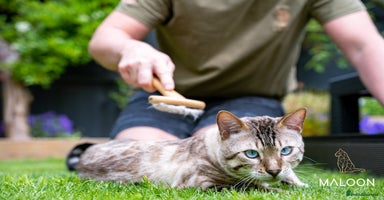 Bengal cats - Advert 11