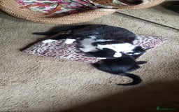Domestic Shorthair cats for sale:  Bob, The Kitten - Image 34