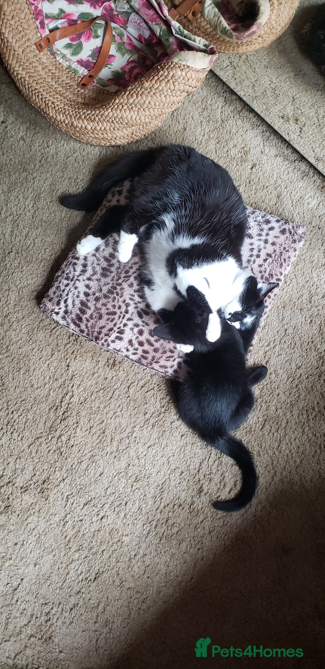 Domestic Shorthair cats for sale:  Bob, The Kitten - Image 34