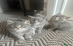 Russian Blue cats for sale: Russian blue X kittens boys  - Image 1