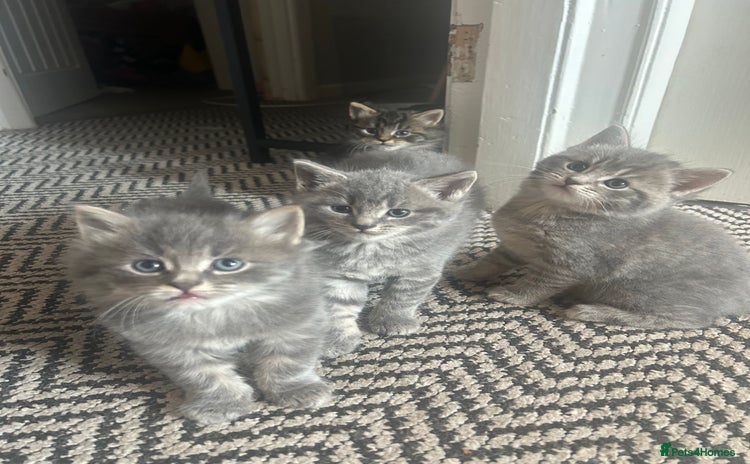 Russian Blue cats - Advert 1