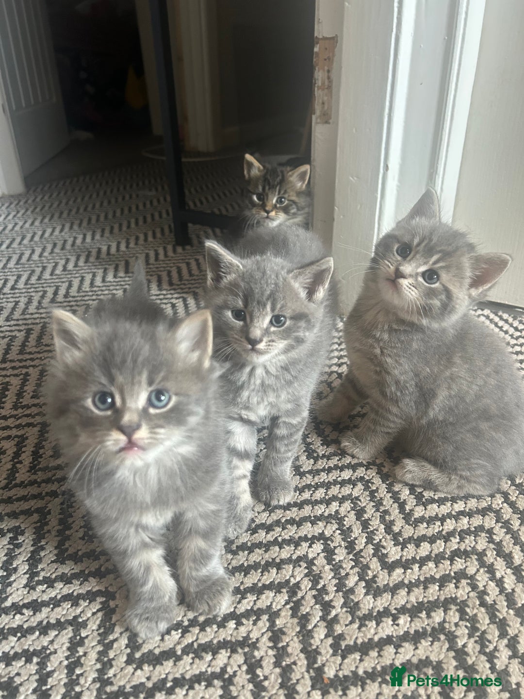 Russian Blue cats for sale: Russian blue X kittens boys  - Image 1