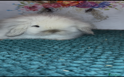 Mini Lion Lop rabbits for sale: Gorgeous fluffy mini lion lop baby bunnies - Image 11