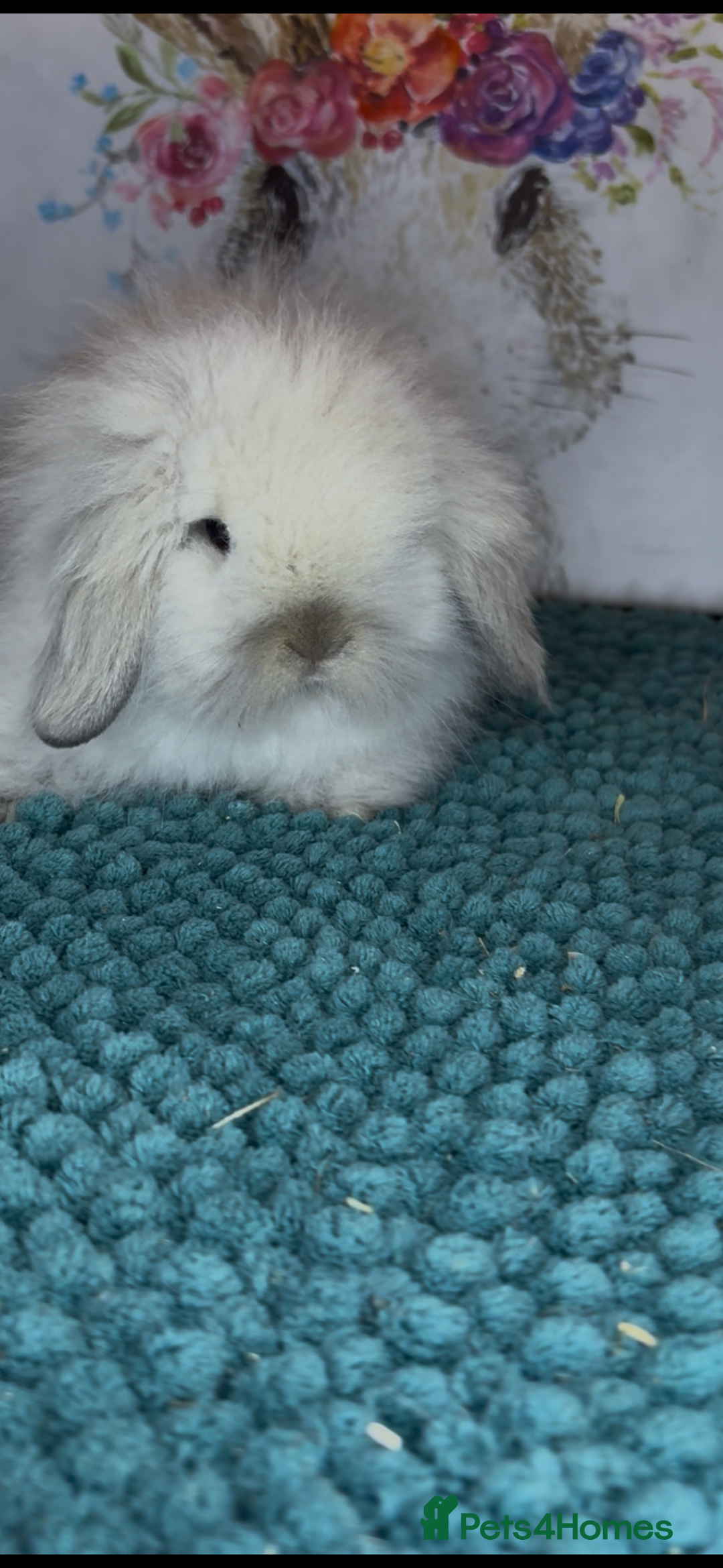 Mini Lion Lop rabbits for sale: Gorgeous fluffy mini lion lop baby bunnies - Image 11