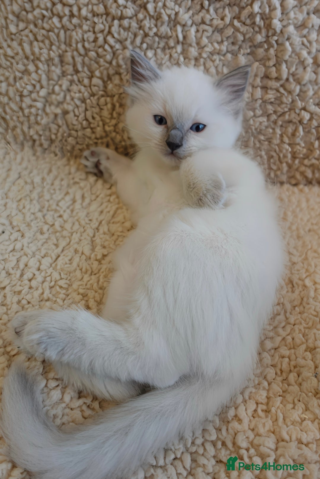 Ragdoll cats for sale: 🐾 1 Ragdoll Kitten (F) Left! - Parents GCCF 🐾 - Advert 28