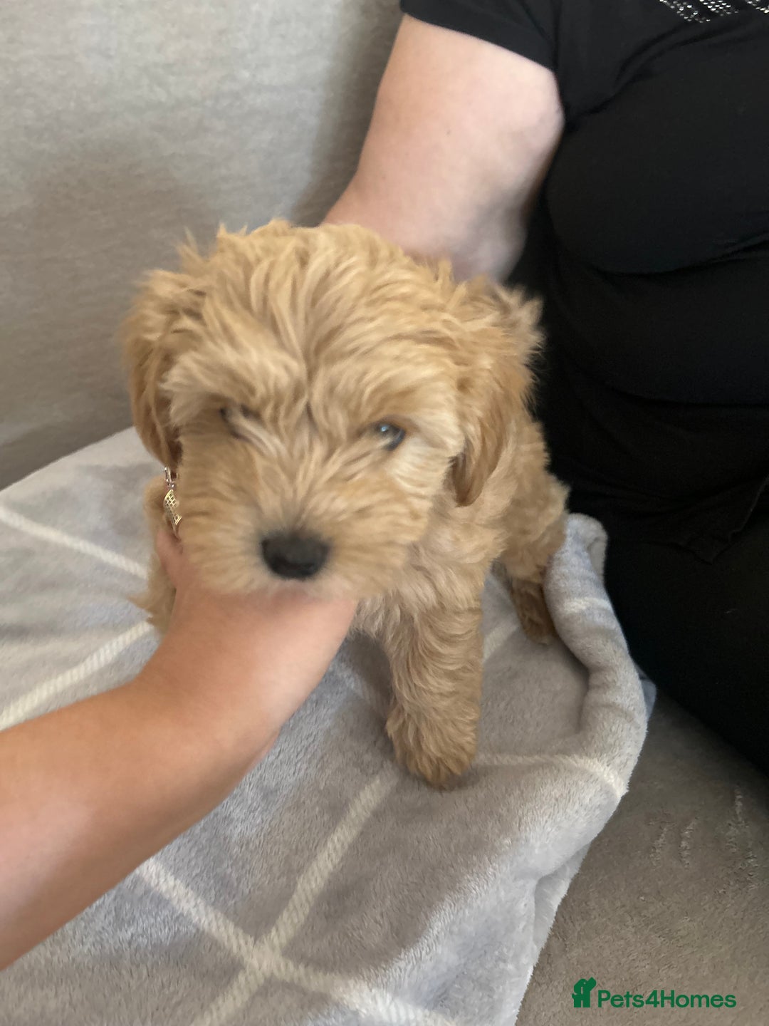 Maltipoo dogs for sale:  multipoo - Image 13